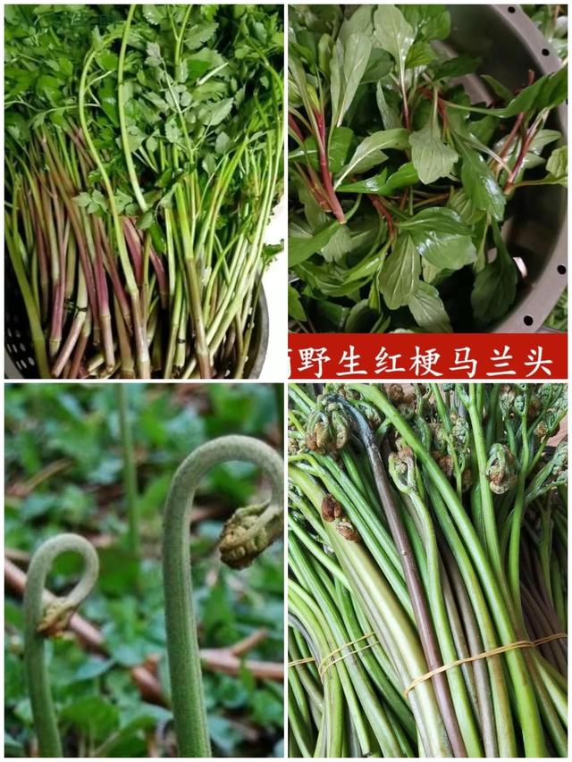 故乡的野菜作者是（故乡的野菜作者是谁）