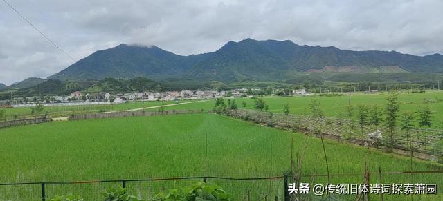 故乡的野菜作者是（故乡的野菜作者是谁）