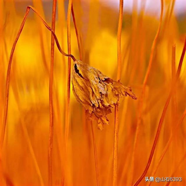 三年级下册人教版荷花文章，三年级下册人教版荷花文章重点！