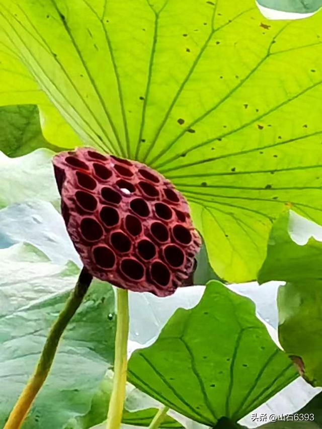 三年级下册人教版荷花文章，三年级下册人教版荷花文章重点！