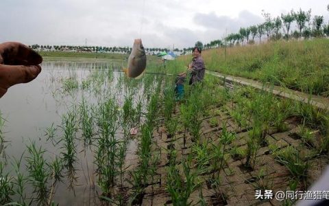 有趣的钓鱼作文400字，有趣的钓鱼作文400字四年级！