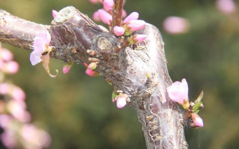 雨巷原文带拼音翻译，雨巷原文带拼音版！