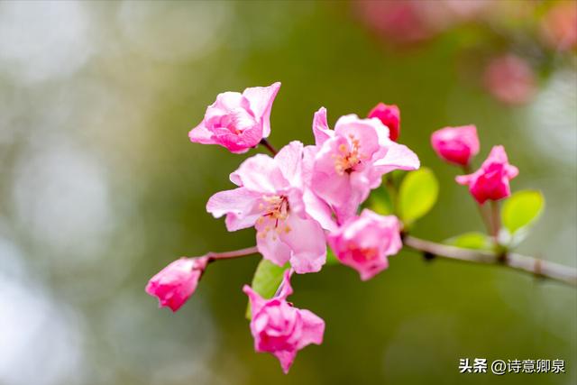 歌词我深深地爱着你这片多情的土地，关牧村我深深地爱着你,这片多情的土地