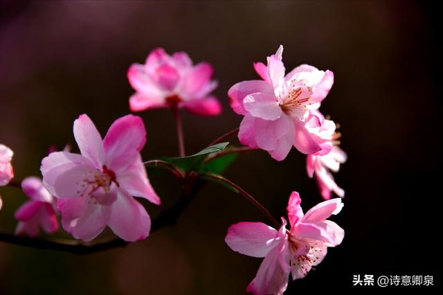 歌词我深深地爱着你这片多情的土地，关牧村我深深地爱着你,这片多情的土地