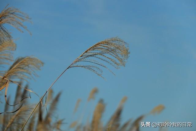 春暖花开万物复苏愿一切美好奔你而来，春暖花开万物复苏的作文